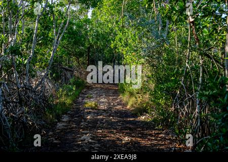 Spettacolo al crepuscolo dello Yucatan: Lo splendore del tramonto sulla palude di Mangrove in una giornata perfetta senza nuvole Foto Stock