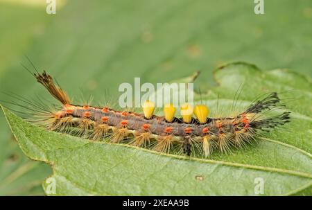 bruco della falena di Blackthorn "Orgyia antiqua" Foto Stock