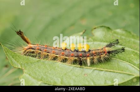 bruco della falena di Blackthorn "Orgyia antiqua" Foto Stock