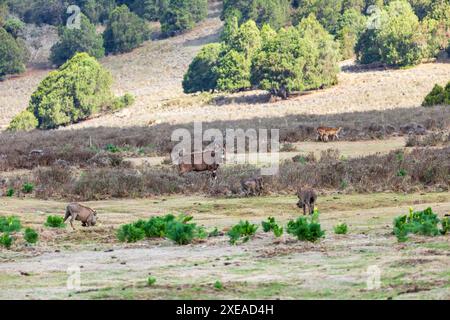 Maschio nyala di montagna (Tragelaphus buxtoni), montagna di Bale. Africa widlife Foto Stock