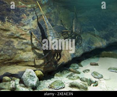 Un'illustrazione degli euritteridi estinti Kokomopterus che cacciano trilobiti su un fondo marino Siluriano 418 milioni di anni fa. Foto Stock