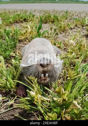 Ratto talpa comune, roditore sotterraneo, parassita agricolo sotterraneo. Foto Stock