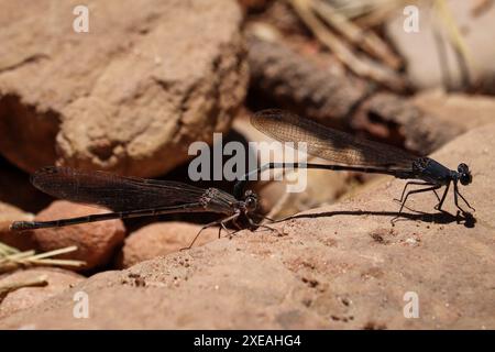 Sooty Dancer o Argia lugens si uniscono all'attraversamento del fiume Verde in Arizona. Foto Stock