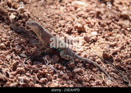 Maschili Greater Earless Lizard o Cophosaurus texanus camminando lungo il sentiero dei cipressi a Payson, Arizona. Foto Stock