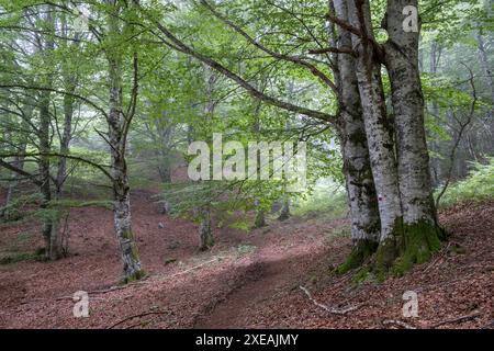 Sentiero a lunga percorrenza GR20 Foto Stock