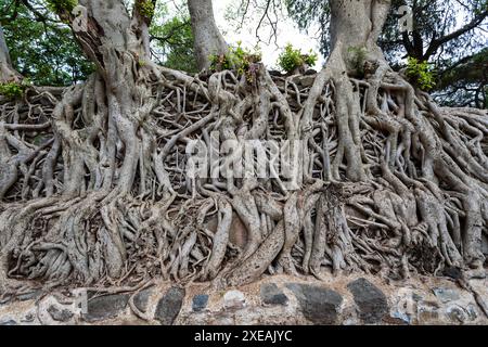 Groviglio di radici massicce, Etiopia nell'UNESCO Fasilides Bath, Gondar Etiopia, Africa cultura architettura Foto Stock