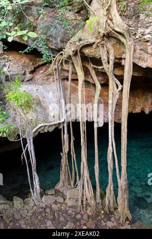 Cenote Blue Lagoon Jungle Tropical Merida, Messico Foto Stock