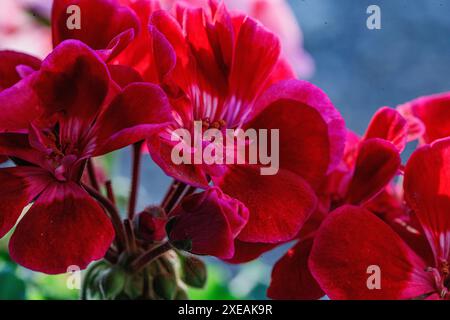 gruppo di vivaci fiori di geranio rosso in piena fioritura, che mostrano i loro intricati dettagli e delicati petali. I fiori sono catturati contro un morbido Foto Stock