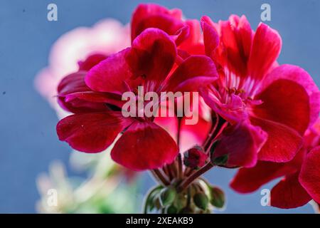 con vivaci fiori di geranio rosso in piena fioritura, catturati su un morbido sfondo blu del cielo. I petali sono morbidi e delicati, rivelando un suggerimento Foto Stock