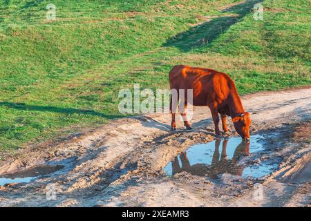 La mucca bruna sta bevendo l'acqua di una puzzola fangosa. Scena tranquilla con acqua potabile per le mucche Foto Stock