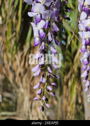 Wisteria. Ramo di scatto macro viola glicine. Pianta di glicine fiorita. Piante esotiche da giardino Foto Stock