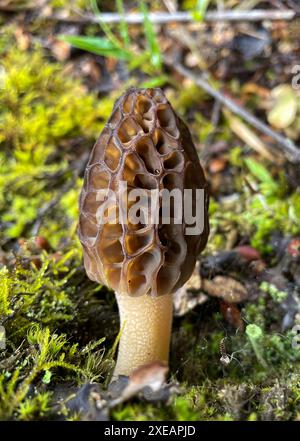 Funghi Morel in natura. Morel cresce nella foresta. Morel giovane e fresco. Morel nel muschio Foto Stock