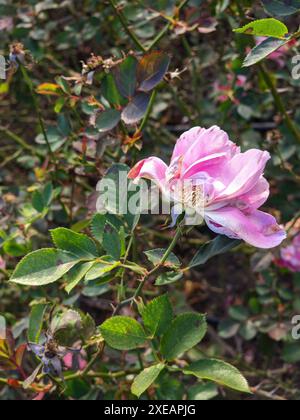Rosa fiore in giardino. Sbiadendo la bellezza delle rose sul Bush a pasrk Foto Stock
