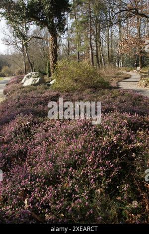 Erica herbacea, heather invernale Foto Stock