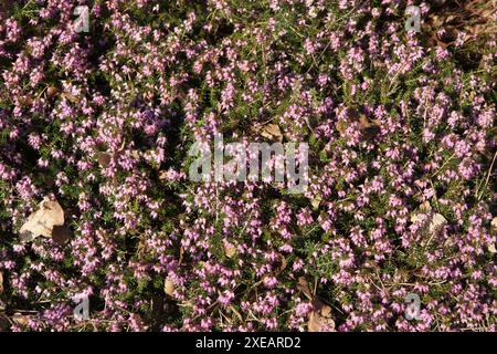 Erica herbacea, heather invernale Foto Stock