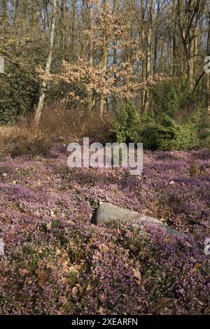 Erica herbacea, heather invernale Foto Stock