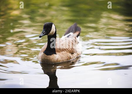 Primo piano di un'oca canadese che scivola con grazia sulle tranquille acque del lago. Natura tranquilla e fauna selvatica. Foto Stock