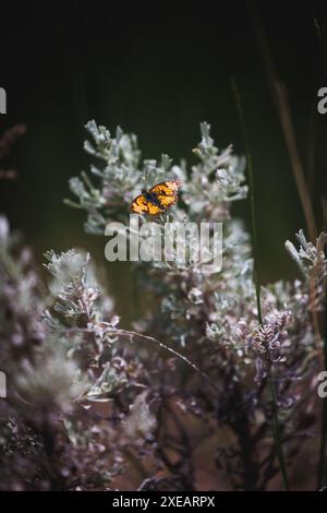 Foto macro di una farfalla Pearl Crescent che riposa su fiori bianchi in un ambiente naturale all'aperto. L'immagine cattura la bellezza e la tranquillità del natu Foto Stock