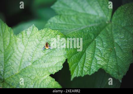 Foto macro di un hoverfly appoggiato su una grande foglia verde, evidenziandone i dettagli e l'ambiente naturale circostante. Foto Stock