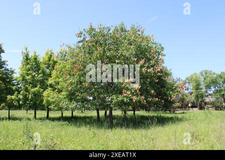 Quercia rossa in un campo con 17 anni di cicada danneggiato a Iroquois Woods a Park Ridge, Illinois Foto Stock