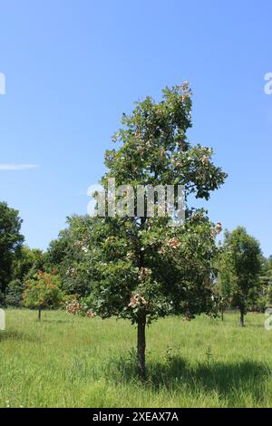 Quercia rossa in un campo con 17 anni di cicada danneggiato e un altro sullo sfondo a Iroquois Woods a Park Ridge, Illinois Foto Stock