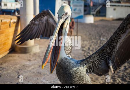 Pellicani bruni in Ecuador, Sud America Foto Stock