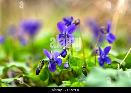 Bellissimi fiori viola in un legno Foto Stock