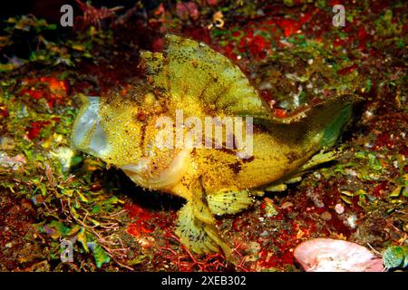 Scorpione a foglia, Taenianotus triacanthus, variante gialla e marrone. Noto anche come pesce scorpione di carta e carta. Il pesce ha la bocca aperta che sbadiglia. Foto Stock