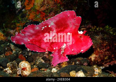 Scorpione a foglia, Taenianotus triacanthus, variazione rosa e bianca. Noto anche come pesce scorpione di carta e carta. Tulamben, Bali, Indonesia. Foto Stock