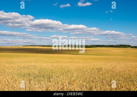 Un vasto campo agricolo di grano all'orizzonte. Raccolto Foto Stock