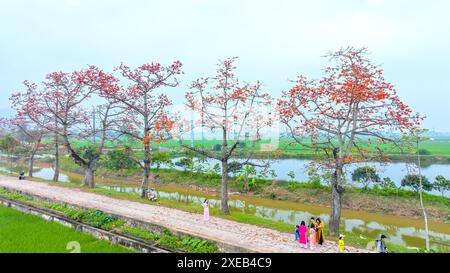 La fioritura di bombax ceiba nei sobborghi di Hanoi attira molti turisti da visitare e scattare foto Foto Stock