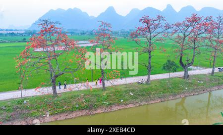 La fioritura di bombax ceiba nei sobborghi di Hanoi attira molti turisti da visitare e scattare foto Foto Stock