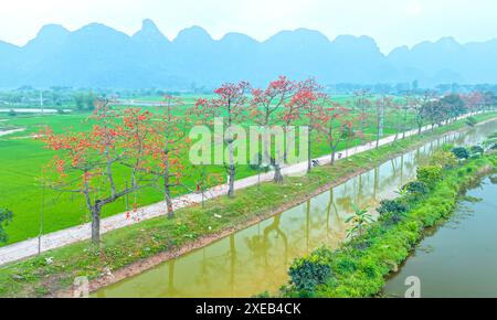 La fioritura di bombax ceiba nei sobborghi di Hanoi attira molti turisti da visitare e scattare foto Foto Stock