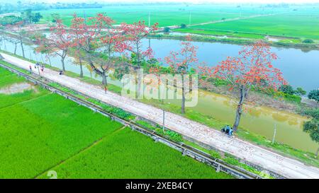 La fioritura di bombax ceiba nei sobborghi di Hanoi attira molti turisti da visitare e scattare foto Foto Stock