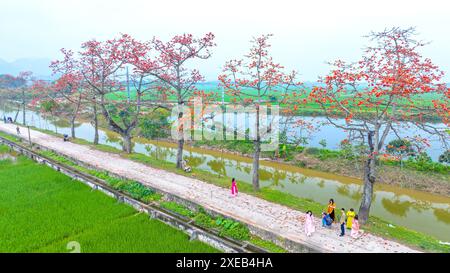 La fioritura di bombax ceiba nei sobborghi di Hanoi attira molti turisti da visitare e scattare foto Foto Stock