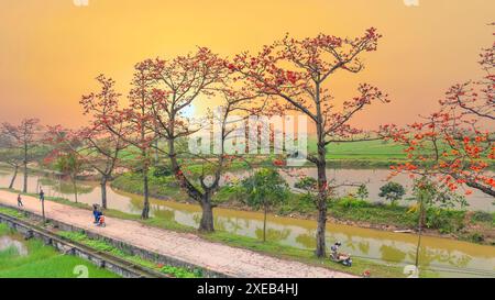 La fioritura di bombax ceiba nei sobborghi di Hanoi attira molti turisti da visitare e scattare foto Foto Stock