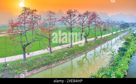 La fioritura di bombax ceiba nei sobborghi di Hanoi attira molti turisti da visitare e scattare foto Foto Stock