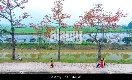 La fioritura di bombax ceiba nei sobborghi di Hanoi attira molti turisti da visitare e scattare foto Foto Stock