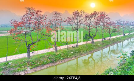 La fioritura di bombax ceiba nei sobborghi di Hanoi attira molti turisti da visitare e scattare foto Foto Stock