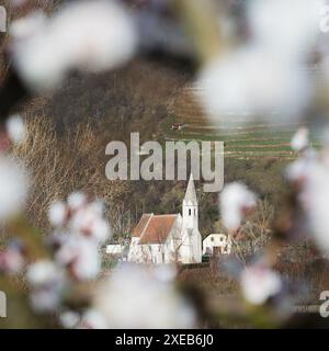 Chiesa di San Giovanni Mauerthale con fiori di albicocca, Wachau, Austria Foto Stock