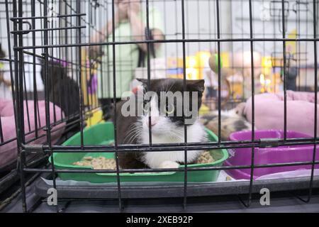 Non esclusiva: KIEV, UCRAINA - 22 GIUGNO 2024 - Un gatto è tenuto nella gabbia durante l'evento del giorno dell'adozione presso il Centro esposizioni Internazionale di Kiev, c Foto Stock