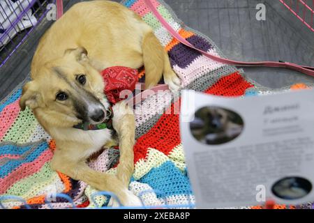 Non esclusivo: KIEV, UCRAINA - 22 GIUGNO 2024 - Un cane rimane nella gabbia durante l'evento del giorno dell'adozione presso il Centro esposizioni Internazionale di Kiev, cap Foto Stock