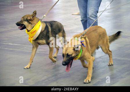 Non esclusiva: KIEV, UCRAINA - 22 GIUGNO 2024 - due cani sono raffigurati durante l'evento del giorno dell'adozione presso il Centro esposizioni Internazionale di Kiev, Capit Foto Stock