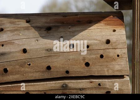Nestbox con bumblebee Foto Stock