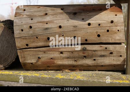 Nestbox con bumblebee Foto Stock