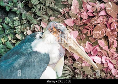 Marabou - grande cicogna africana con massiccio becco sulla consistenza astratta di foglie di verde scuro, backgrou naturale Foto Stock