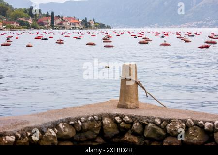 Allevamenti di cozze e ostriche, Montenegro Bay of Kotor Foto Stock