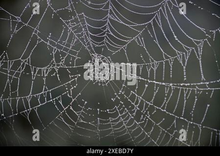 Una ragnatela con gocce di rugiada dalla nebbia mattutina Foto Stock