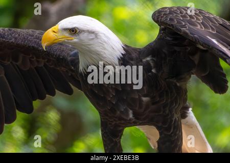 Aquila calva (Haliaeetus leucocephalus) allo zoo Bear Hollow di Athens, Georgia. (USA) Foto Stock