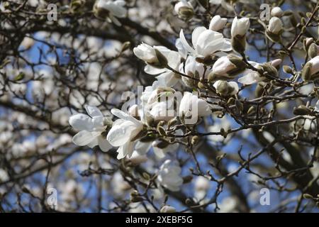 Magnolia x loebneri, Loebners magnolia (M. stellata x M. kobus) Foto Stock